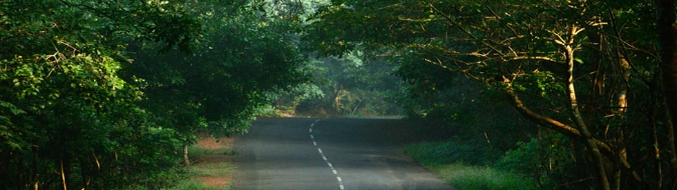 Kolluru Bamboo Huts